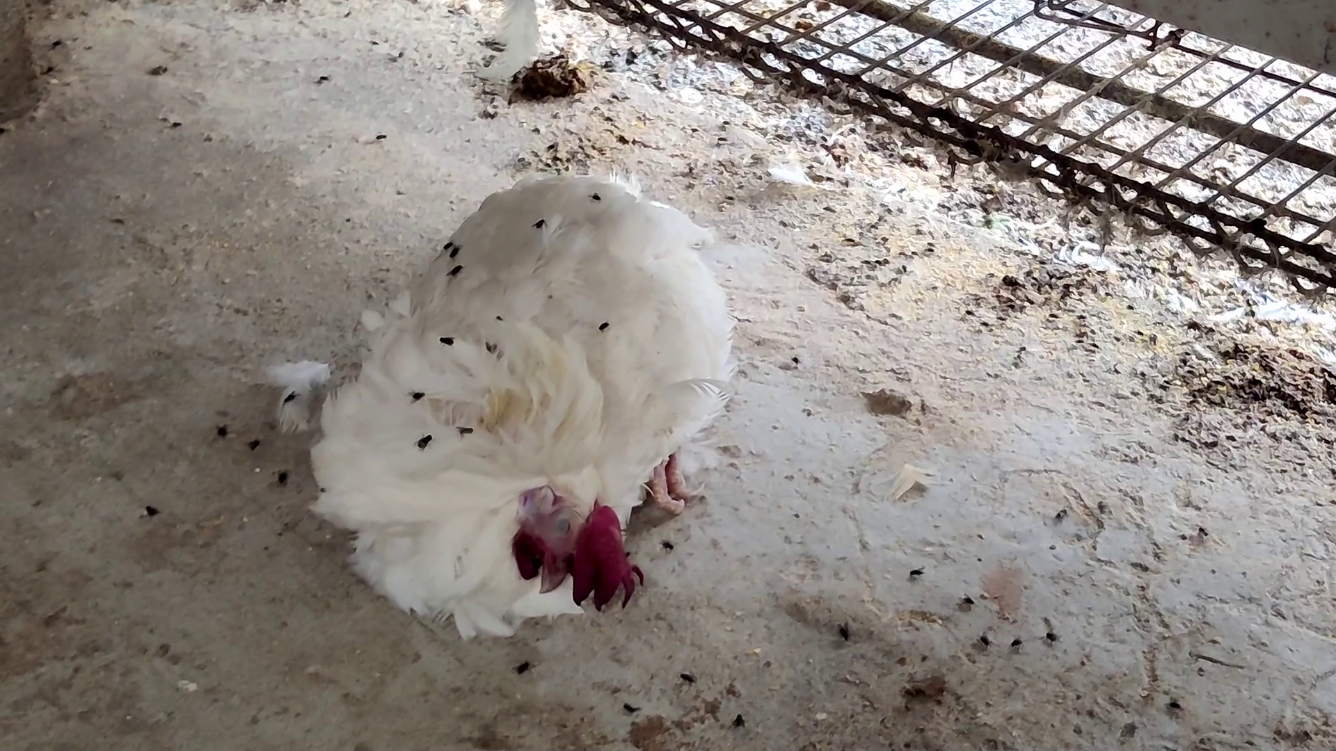 Battery Cage Photo 3 - Animal Cruelty