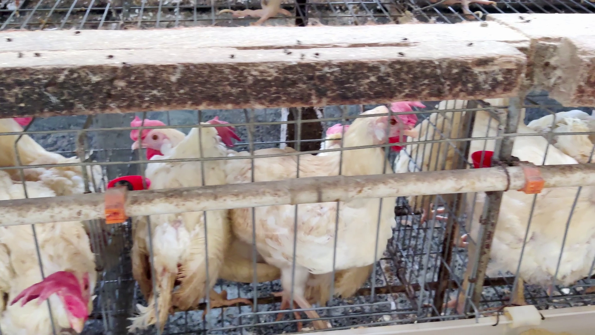 Battery Cage Photo 1 - Battery Cages