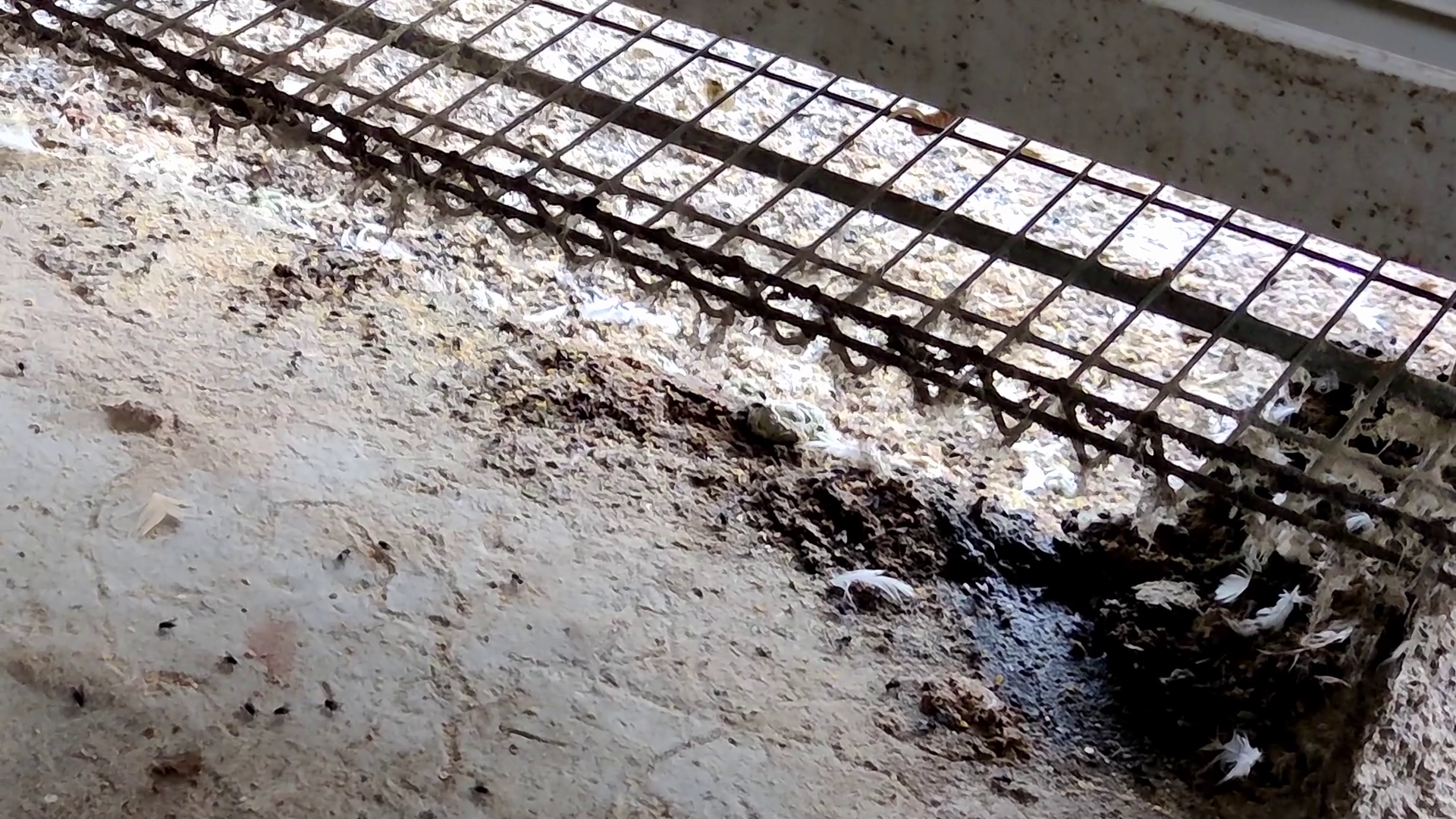 Battery Cage Photo 2 - Dirty